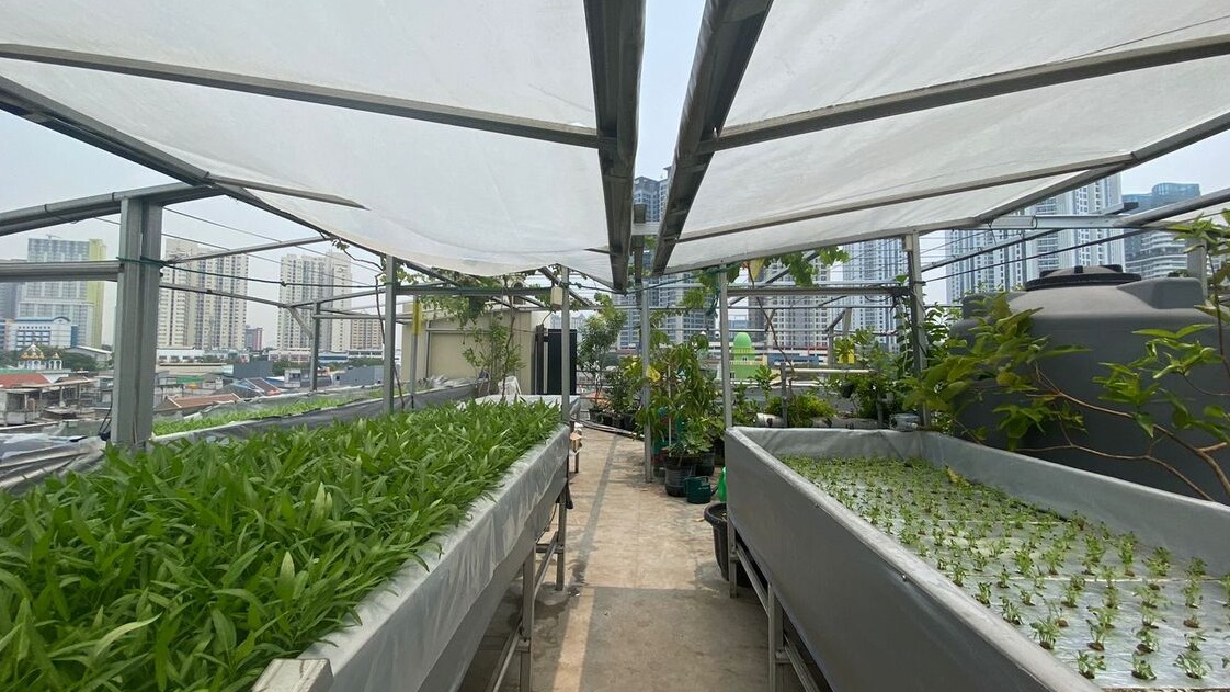 Farming Urban di Rooftop, Panen Sayur dari Atap Rumah